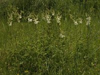 Filipendula ulmaria 28, Moerasspirea, Saxifraga-Willem van Kruijsbergen