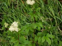 Filipendula ulmaria 29, Moerasspirea, Saxifraga-Peter Meininger