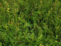 Filipendula ulmaria 36, Moerasspirea, Saxifraga-Hans Boll