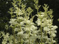 Filipendula ulmaria 4, Moerasspirea, Saxifraga-Jan van der Straaten