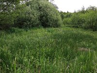 Filipendula ulmaria 40, Moerasspirea, Saxifraga-Hans Boll