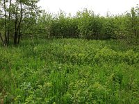 Filipendula ulmaria 41, Moerasspirea, Saxifraga-Hans Boll