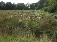 Filipendula ulmaria 48, Moerasspirea, Saxifraga-Hans Boll