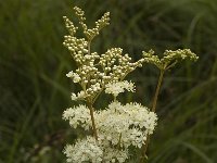 Filipendula ulmaria 5, Moerasspirea, Saxifraga-Jan van der Straaten