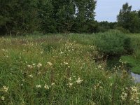 Filipendula ulmaria 51, Moerasspirea, Saxifraga-Hans Boll