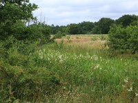 Filipendula ulmaria 52, Moerasspirea, Saxifraga-Hans Boll