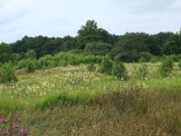 Filipendula ulmaria 54, Moerasspirea, Saxifraga-Hans Boll