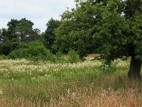 Filipendula ulmaria 55, Moerasspirea, Saxifraga-Hans Boll