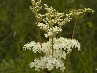 Filipendula ulmaria 6, Moerasspirea, Saxifraga-Jan van der Straaten