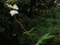 Filipendula ulmaria 63, Moerasspirea, Saxifraga-Ed Stikvoort