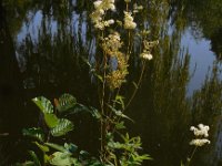 Filipendula ulmaria 65, Moerasspirea, Saxifraga-Ed Stikvoort