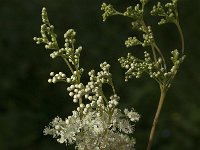 Filipendula ulmaria 67, Moerasspirea, Saxifraga-Jan van der Straaten