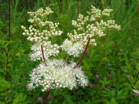 Filipendula ulmaria 68, Moerasspirea, Saxifraga-Ed Stikvoort