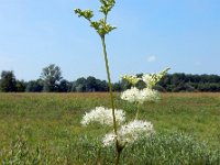 Filipendula ulmaria 69, Moerasspirea, Saxifraga-Ed Stikvoort