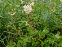 Filipendula ulmaria 73, Moerasspirea, Saxifraga-Ed Stikvoort