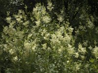 Filipendula ulmaria 8, Moerasspirea, Saxifraga-Jan van der Straaten