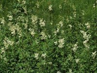 Filipendula ulmaria ssp ulmaria 17, Moerasspirea, Saxifraga-Marijke Verhagen