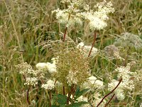 Filipendula ulmaria ssp ulmaria 18, Moerasspirea, Saxifraga-Jan van der Straaten