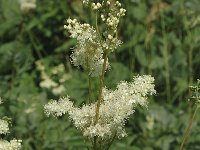 Filipendula ulmaria ssp ulmaria 19, Moerasspirea, Saxifraga-Jan van der Straaten