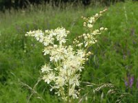 Filipendula vulgaris 12, Knolspirea, Saxifraga-Jan Willem Jongepier