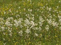 Filipendula vulgaris 13, Knolspirea, Saxifraga-Jan van der Straaten