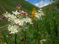 Filipendula vulgaris 15, Knolspirea, Saxifraga-Ed Stikvoort