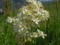 Filipendula vulgaris 16, Knolspirea, Saxifraga-Ed Stikvoort