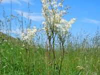 Filipendula vulgaris 18, Knolspirea, Saxifraga-Ed Stikvoort