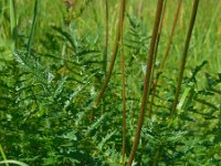 Filipendula vulgaris 21, Knolspirea, Saxifraga-Ed Stikvoort