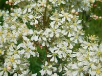 Filipendula vulgaris 22, Knolspirea, Saxifraga-Ed Stikvoort