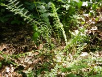 Filipendula vulgaris 24, Knolspirea, Saxifraga-Hans Boll