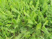 Filipendula vulgaris 34, Knolspirea, Saxifraga-Rutger Barendse