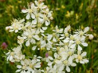 Filipendula vulgaris 36, Knolspirea, Saxifraga-Ed Stikvoort