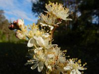 Filipendula vulgaris 37, Knolspirea, Saxifraga-Ed Stikvoort