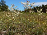 Filipendula vulgaris 39, Knolspirea, Saxifraga-Ed Stikvoort