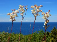 Filipendula vulgaris 40, Knolspirea, Saxifraga-Ed Stikvoort