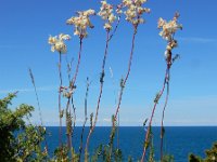 Filipendula vulgaris 41, Knolspirea, Saxifraga-Ed Stikvoort