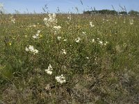 Filipendula vulgaris 6, Knolspirea, Saxifraga-Jan van der Straaten