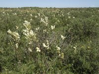 Filipendula vulgaris 7, Knolspirea, Saxifraga-Jan van der Straaten