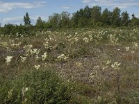 Filipendula vulgaris 8, Knolspirea, Saxifraga-Jan van der Straaten