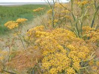 Foeniculum vulgare 11, Venkel, Saxifraga-Ed Stikvoort