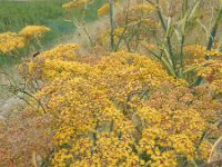 Foeniculum vulgare 12, Venkel, Saxifraga-Ed Stikvoort