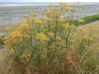 Foeniculum vulgare 13, Venkel, Saxifraga-Ed Stikvoort