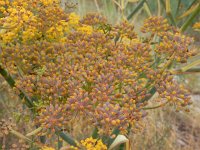 Foeniculum vulgare 16, Venkel, Saxifraga-Ed Stikvoort