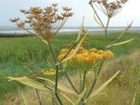 Foeniculum vulgare 17, Venkel, Saxifraga-Ed Stikvoort