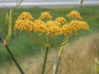 Foeniculum vulgare 18, Venkel, Saxifraga-Ed Stikvoort