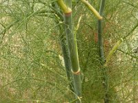 Foeniculum vulgare 19, Venkel, Saxifraga-Ed Stikvoort