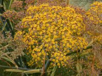 Foeniculum vulgare 21, Venkel, Saxifraga-Ed Stikvoort