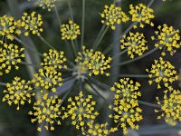 Foeniculum vulgare 24, Venkel, Saxifraga-Tom Heijnen