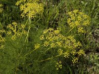 Foeniculum vulgare 3, Venkel, Saxifraga-Jan van der Straaten